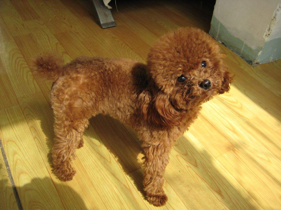 泰迪最怕的几件事是什么,如果泰迪返灰返的不好咋办