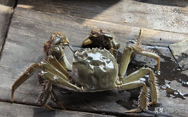 螃蟹菜品真实视频,螃蟹的各种菜品