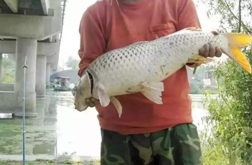 海竿起鱼的五种手法和技巧,怎么打海竿上鱼率高