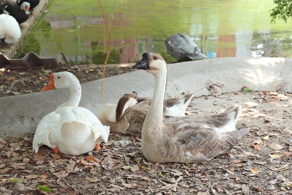 养蛇防逃的措施,山区防潮防蛇最好方法