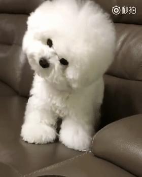 比熊这朵棉花糖，圆圆白白胖胖，是我的初恋情狗没错了