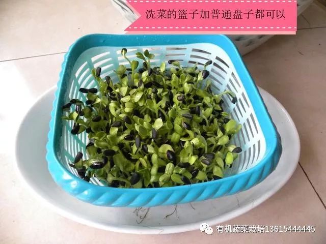 室内种芽苗菜图片,在家可以种的芽苗菜