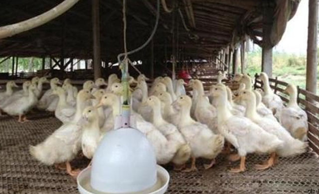 鸭子拉黄色稀粪喂什么药,鸭子拉绿色稀粪是怎么回事