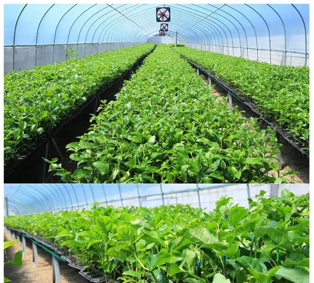 百香果如何种植效益好些,百香果最新高产种植方法