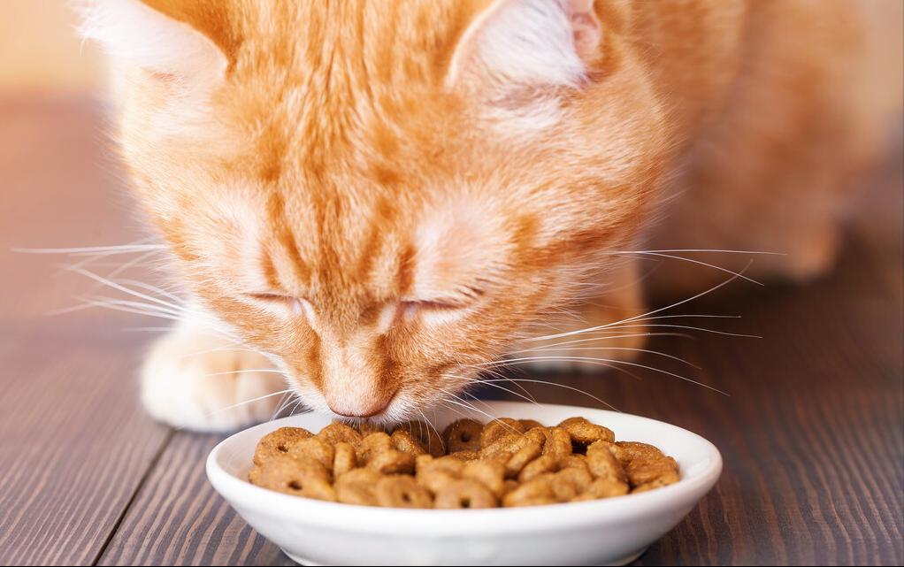 猫粮十大品牌排行榜,十大毒猫粮有什么品牌的