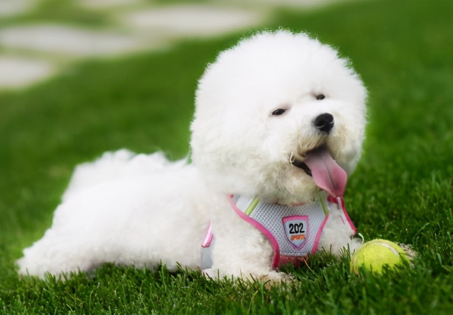 比熊犬吃东西,比熊犬缺乏微量元素吃什么