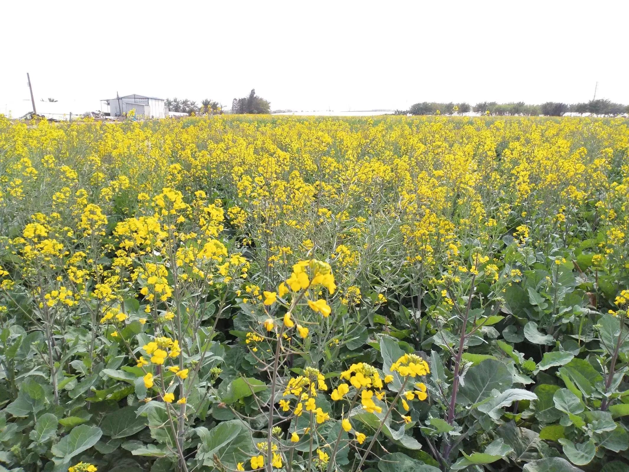 珠海斗门上横古村,珠海斗门古村古镇