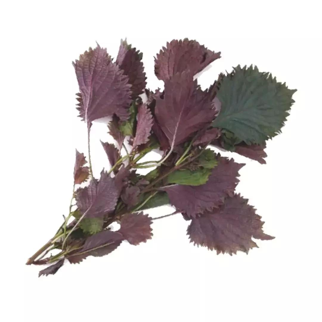 紫苏怎么用效果最好,紫苏真漂亮