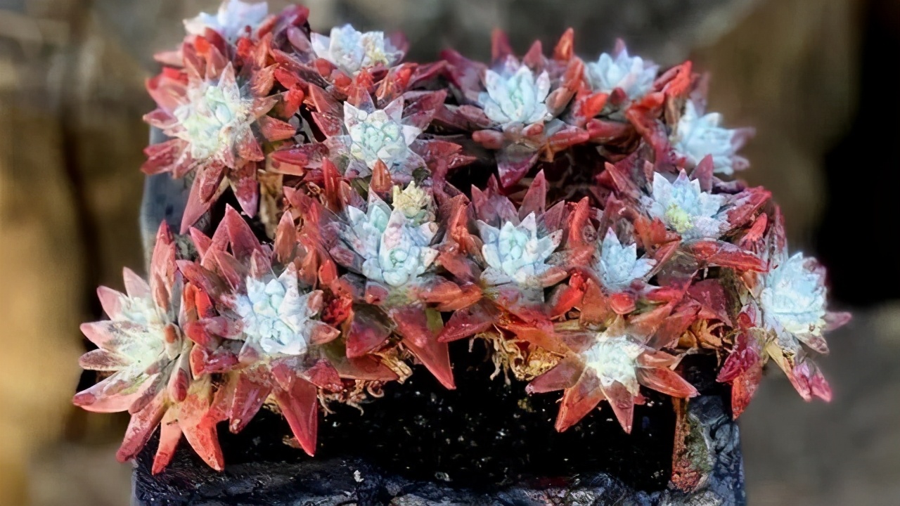 多肉美杜莎精品,多肉美杜莎多少钱一斤