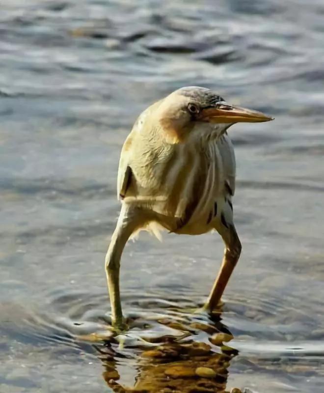 动物沙雕表情包搞笑,沙雕模仿动物表情包