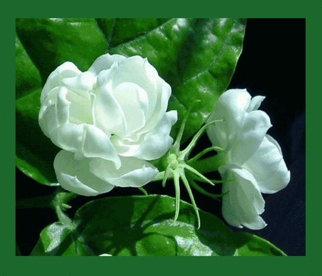 选对夏日室内香薰，把满满幸福感装进家