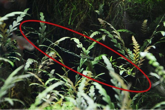 鱼缸经验,鱼缸换水实践经验分享