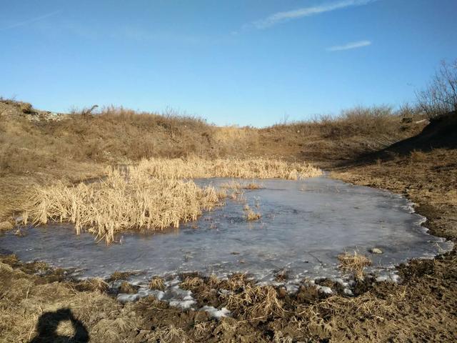 千年草籽万年鱼籽什么意思,野生池塘里的鱼