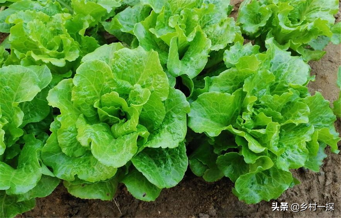 种植生菜很苦怎么补救,种植生菜的注意事项和禁忌