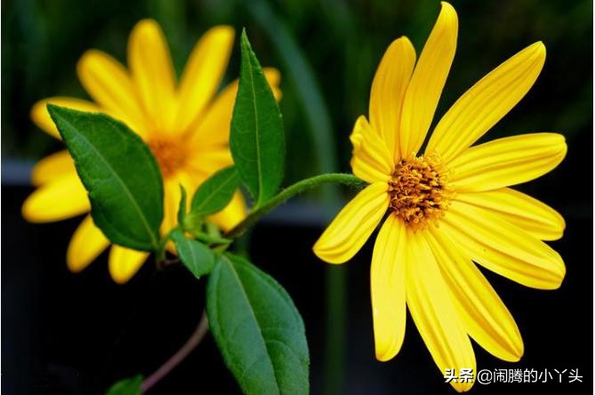 菊芋花开金灿烂，洋姜高洁清雅语