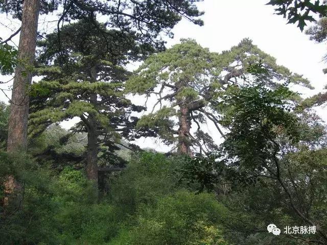 北京国家森林公园风景,画说北京故事