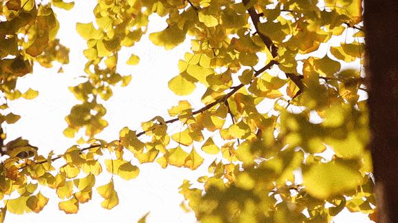 秋天香水橘香,秋季香水