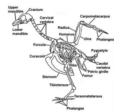 家禽疾病诊断及解剖步骤,家禽解剖特点