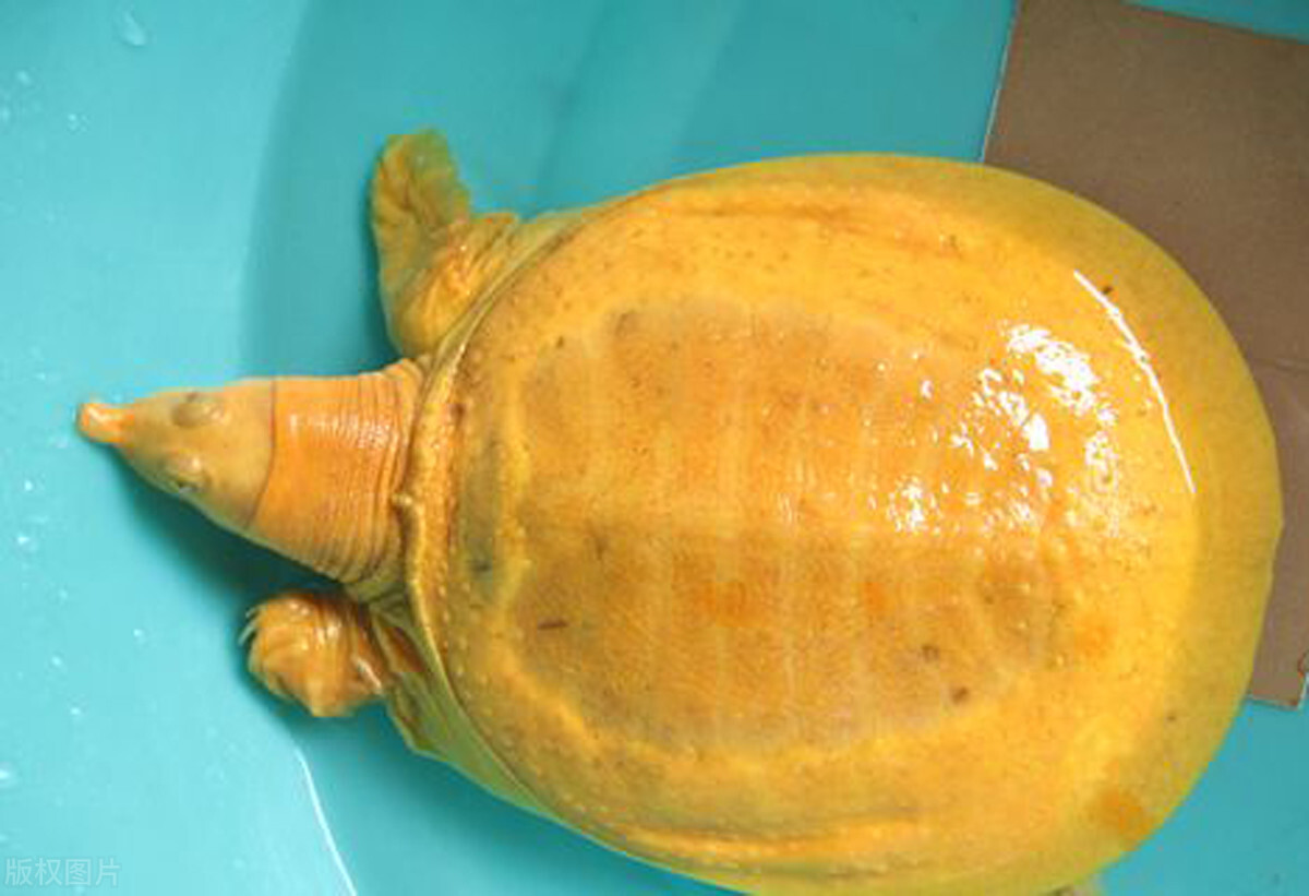 卖海鲜需要掌握哪些知识,买海鲜猫腻揭秘