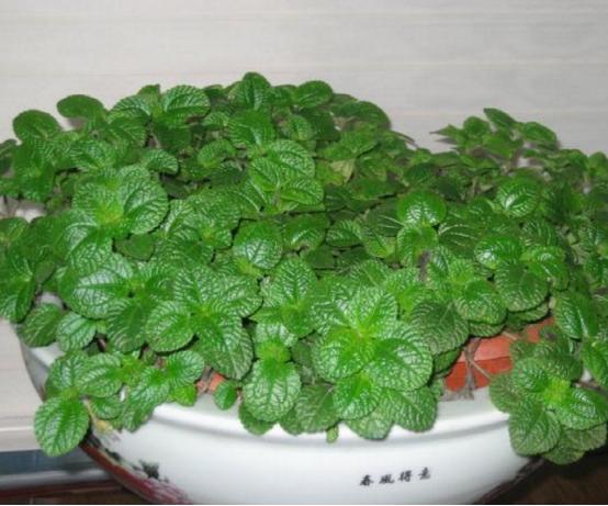 5种有毒的花,5种花除甲醛又净化空气