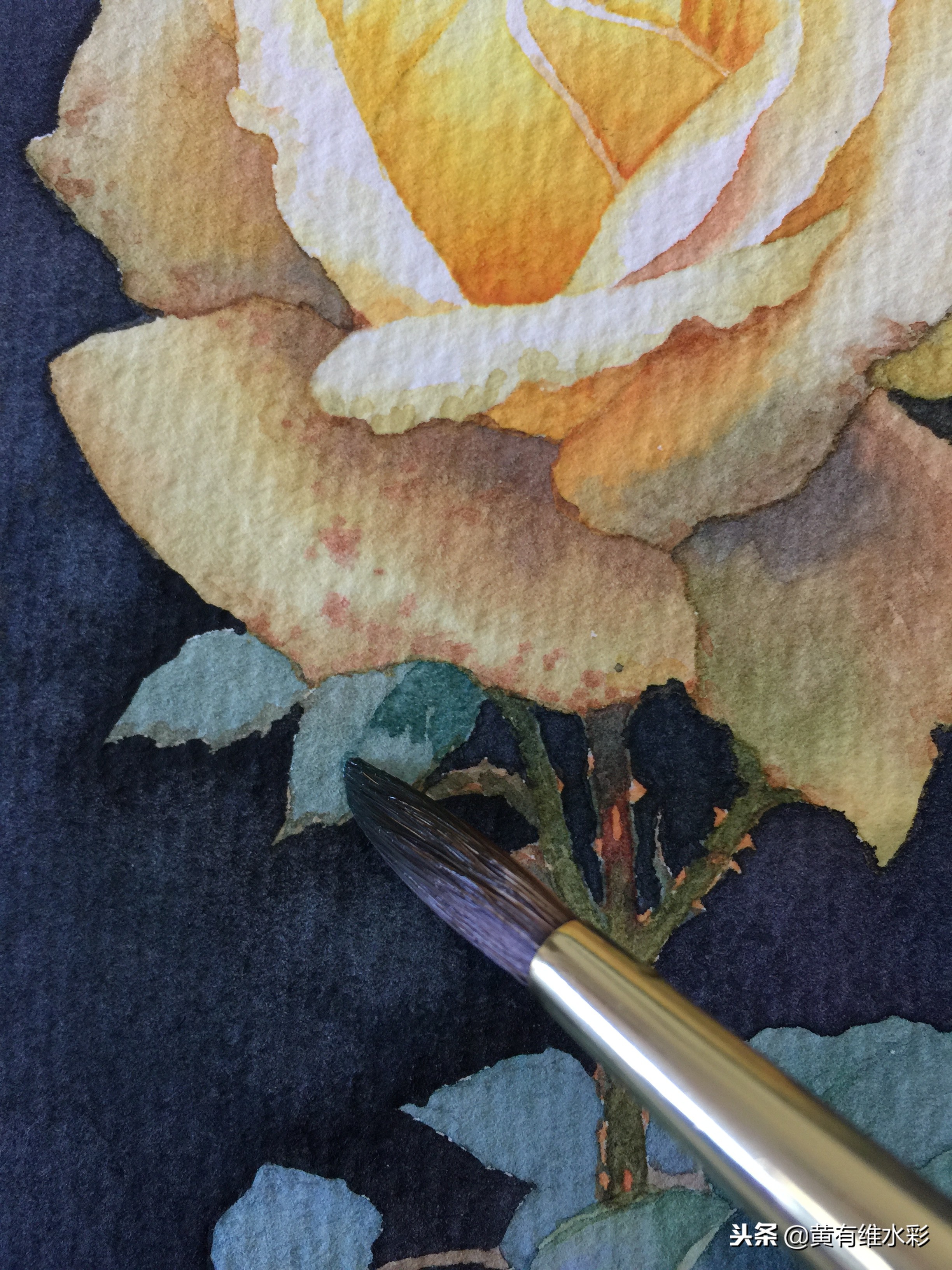 零基础入门水彩的基本画法,黄玫瑰水彩晕染