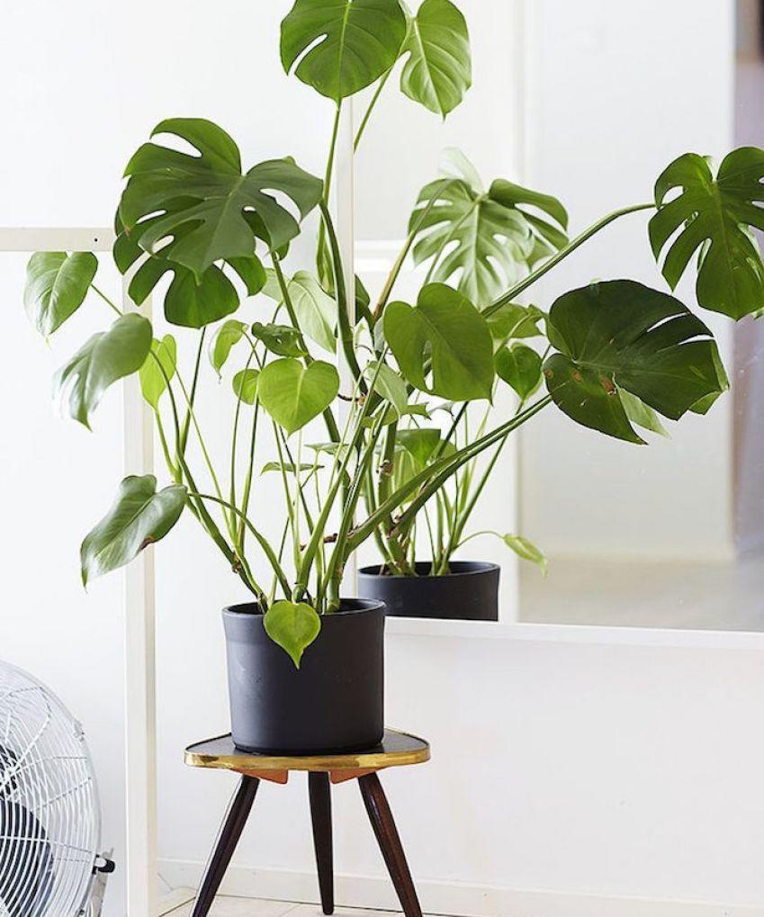 龟背竹叶子发黄脱落怎样挽救,龟背竹叶发黄怎么办呢