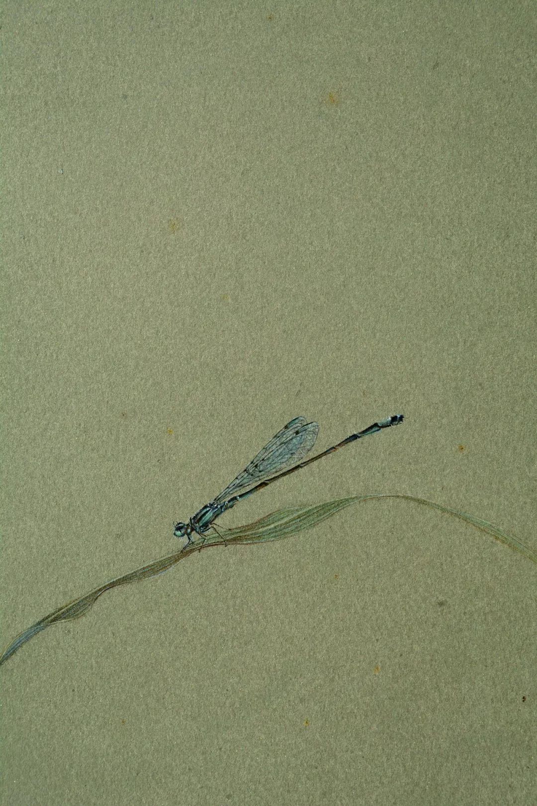 美到炸裂的古风美人,美到极致的古风美人