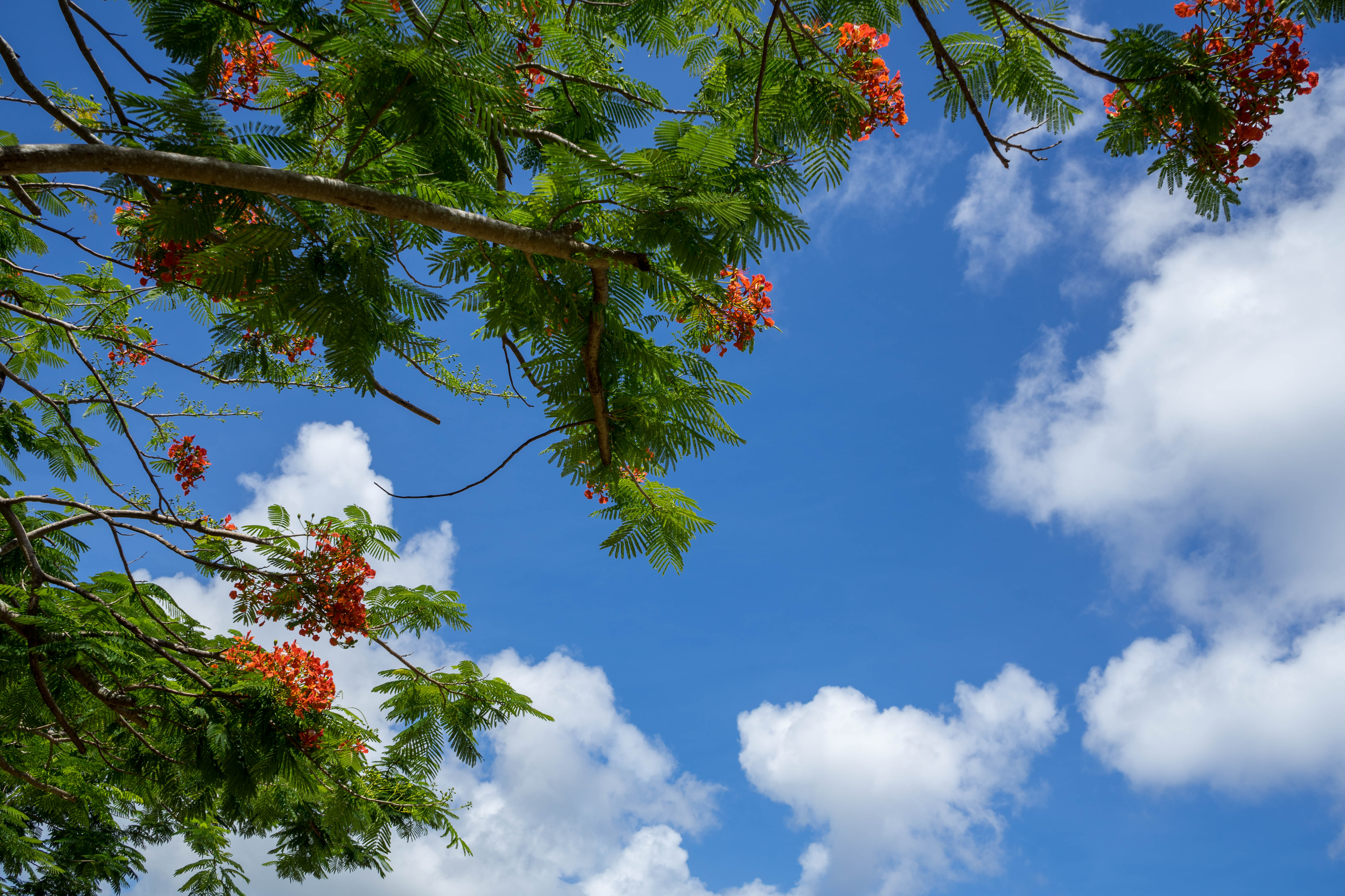 塞班岛蜜月自由行攻略,塞班蜜月旅行攻略