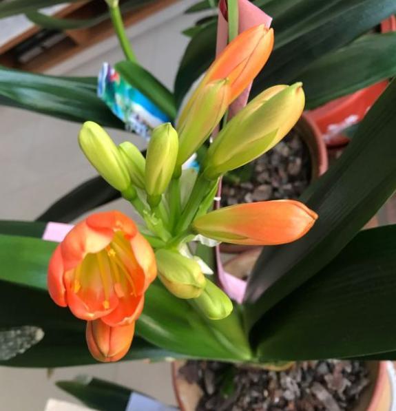 君子兰第一次夹箭下次还会开花吗,君子兰刚冒花苞一厘米怎么养护