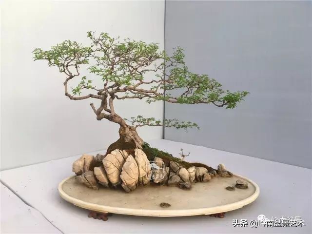 杂木盆景也毫不逊色,杂木盆景值钱吗