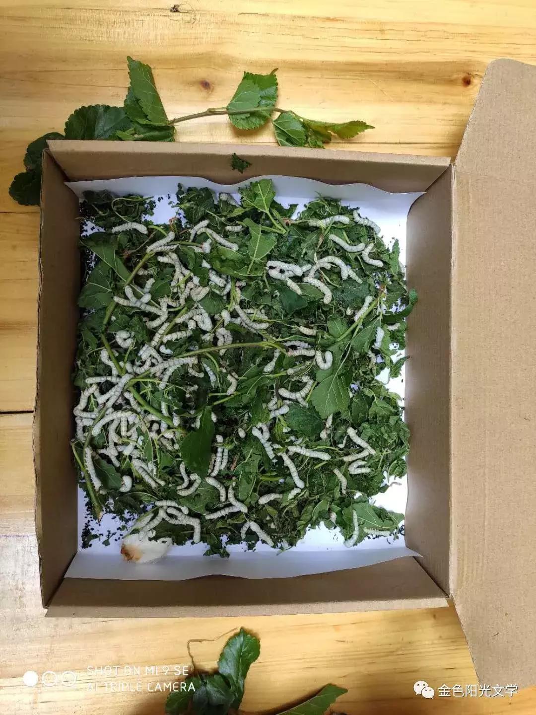 第一次养蚕作文,养蚕的作文三年级300字