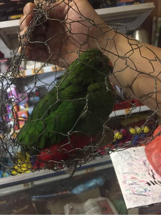 国王鹦鹉多少钱,外国鹦鹉多少钱一只