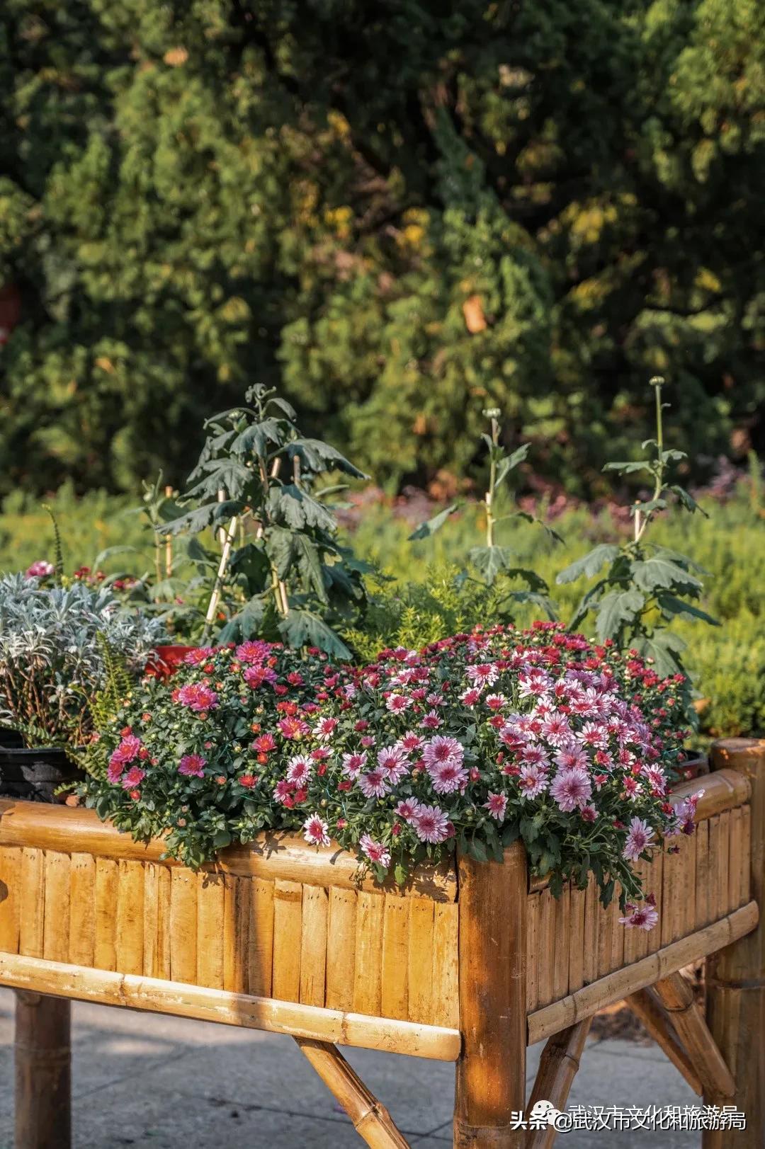 武汉秋天的第一场音乐节,武汉秋天第一场音乐节