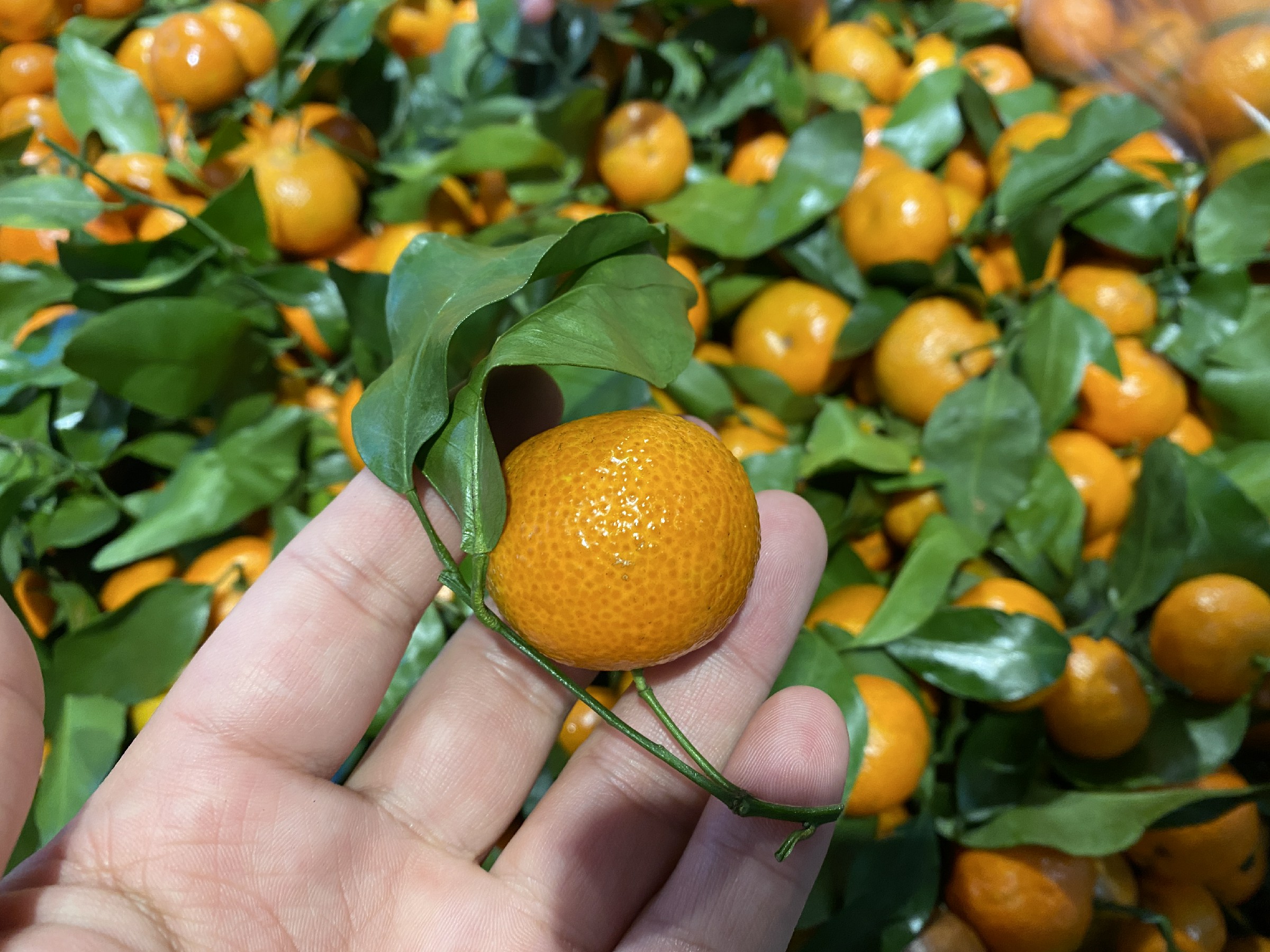 卖砂糖橘有什么注意事项,买砂糖的标准