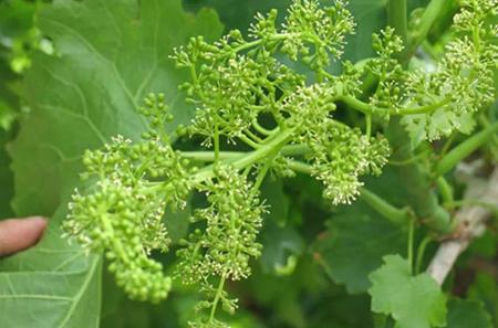 葡萄树盆栽不结果怎么办,葡萄树不长叶怎么处理