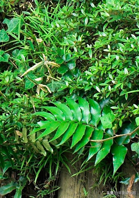 尼康和佳能全画幅怎么选,尼康18-135全画幅