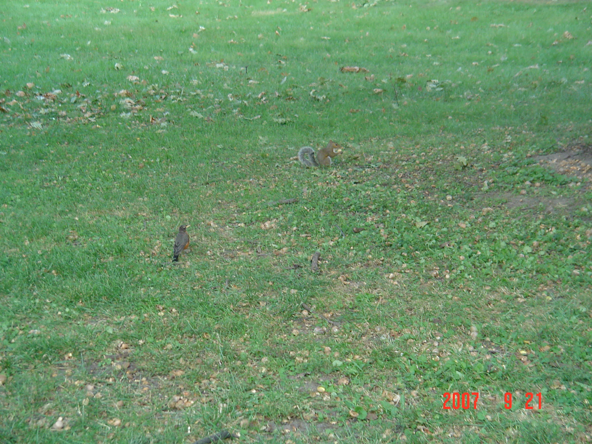 我的“大尾巴”,你在异国他乡还好吗?