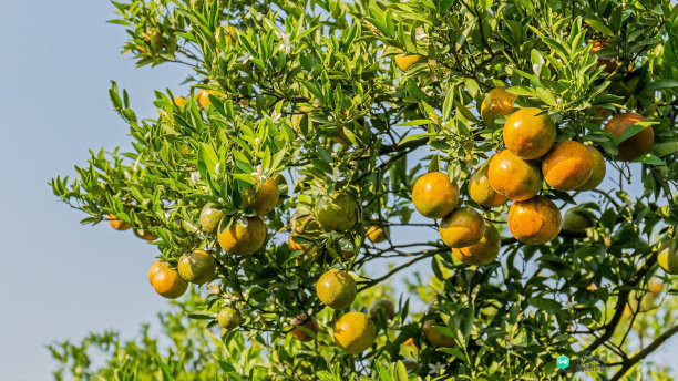 院子适合种的花和设计,庭院设计植物大全