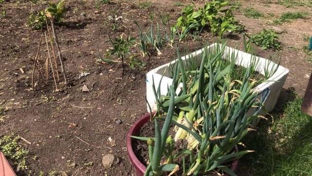 涓存矀鍏板北涓鲸闃冲厜璞涵鍥涘涓ゅ巺,鍏板北涓鲸闃冲厜璞涵