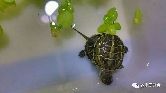 冷水龟皮实好养的推荐,便宜皮实好看的国龟
