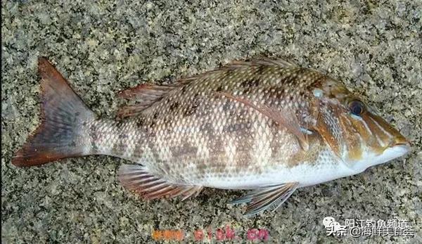 十种最受欢迎的海鱼,钓鱼人最爱的海鱼