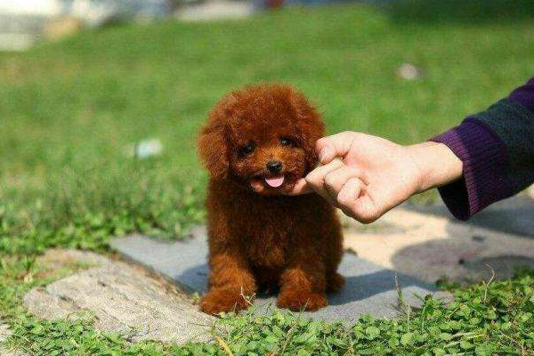 母泰迪比较乖的表现是什么,你家泰迪有这6个表现