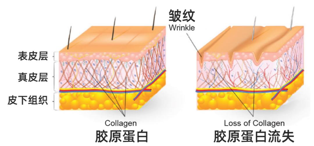 小分子胶原蛋白肽粉是不是智商税,胶原蛋白肽的作用是智商税吗