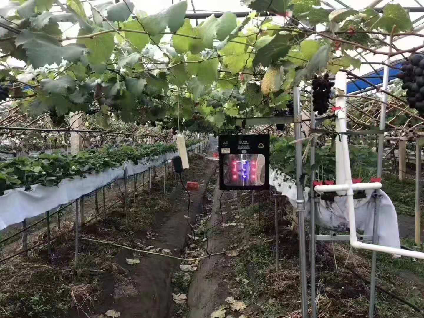 葡萄园套种火龙果,种了两棚火龙果一年收入11万