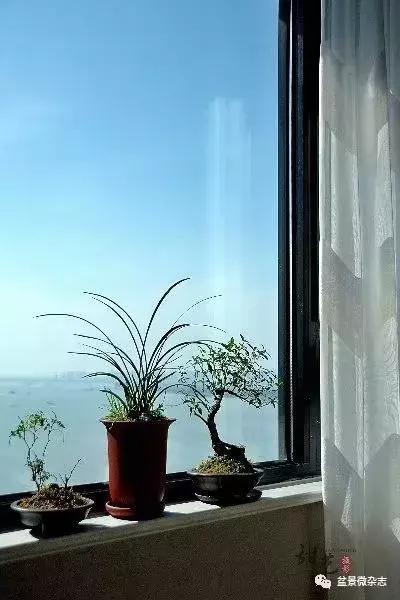 盆景艺术欣赏视频大全,盆景万象盆