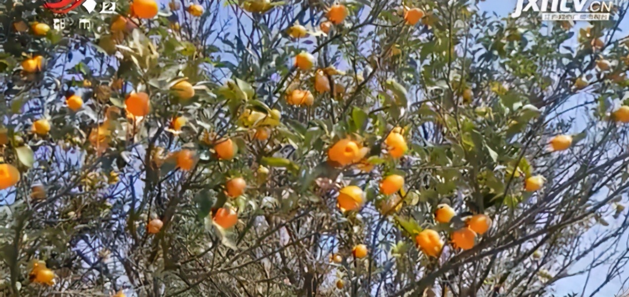 南丰县蜜桔收购,南丰蜜桔大量收购