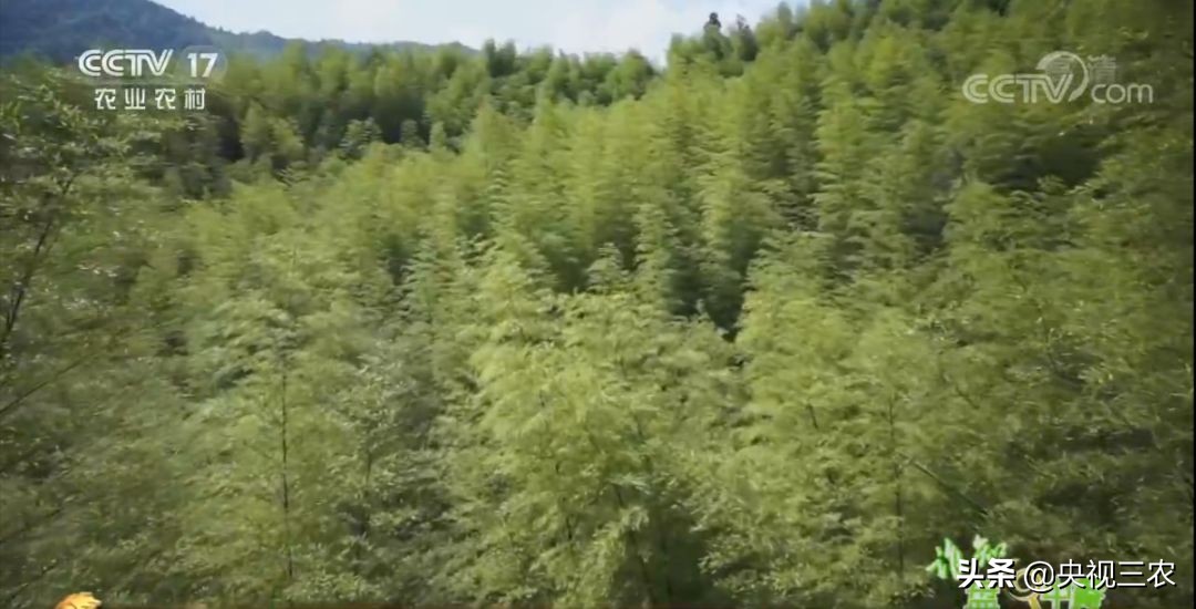 冬笋没能去除麻涩味吃了有害吗,冬笋如何焯水去涩味放冰糖和白醋