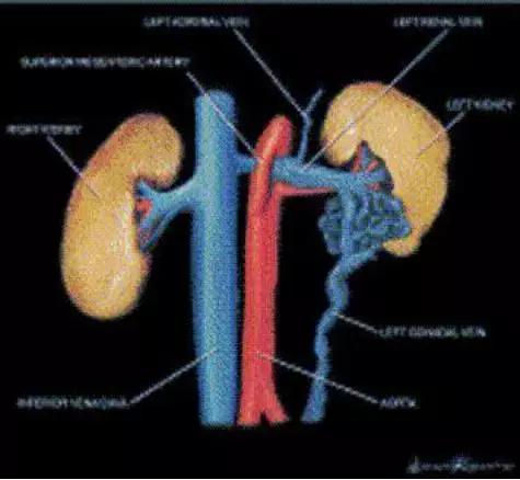 胡桃夹现象是肾炎吗？两者如何区别？