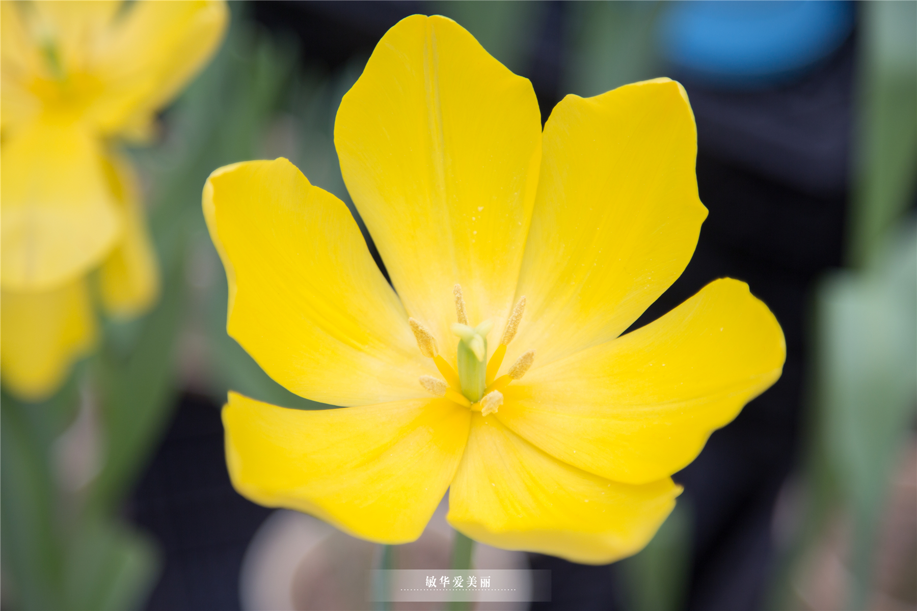 百万葵园攻略地图大全,百万葵园游玩注意事项