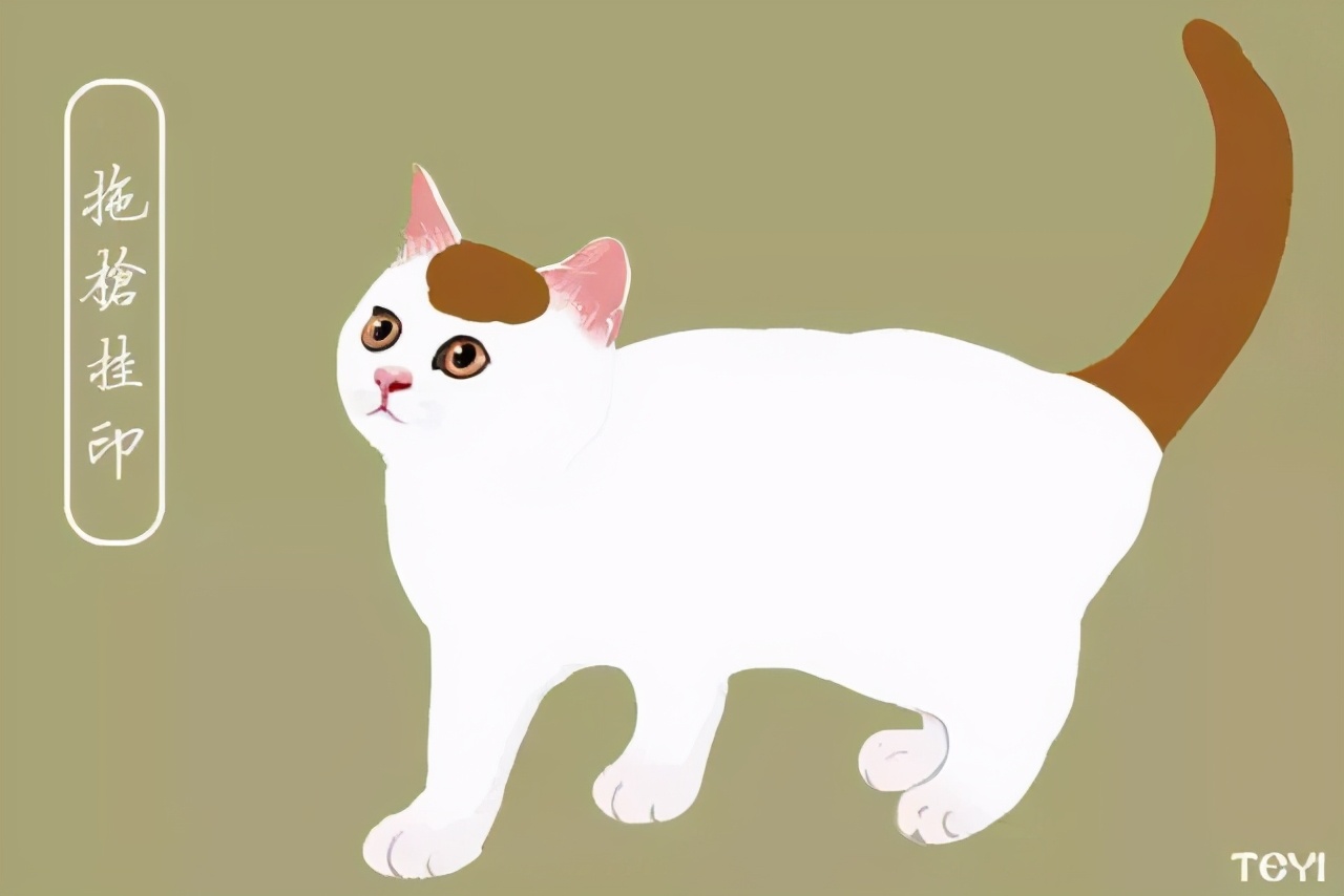 中华田园猫的品种介绍和图片大全,常见中华田园猫品种名称